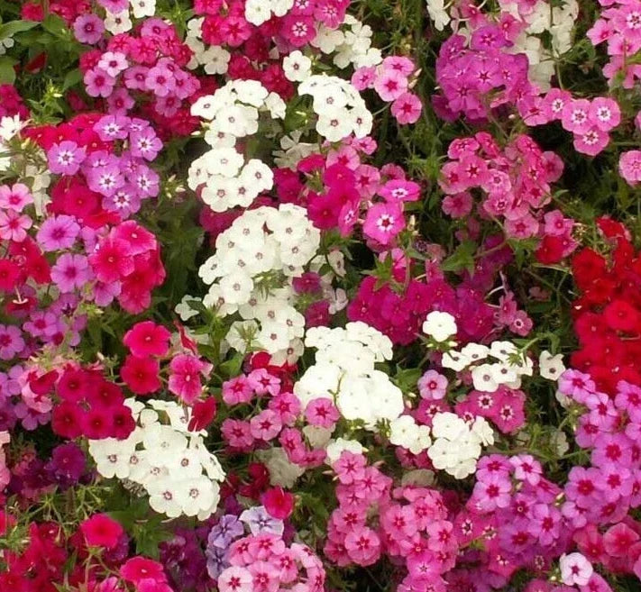 Phlox Seeds - 300+ Mixed Colors Annual Flower for Bees & Butterflies - Phlox paniculata