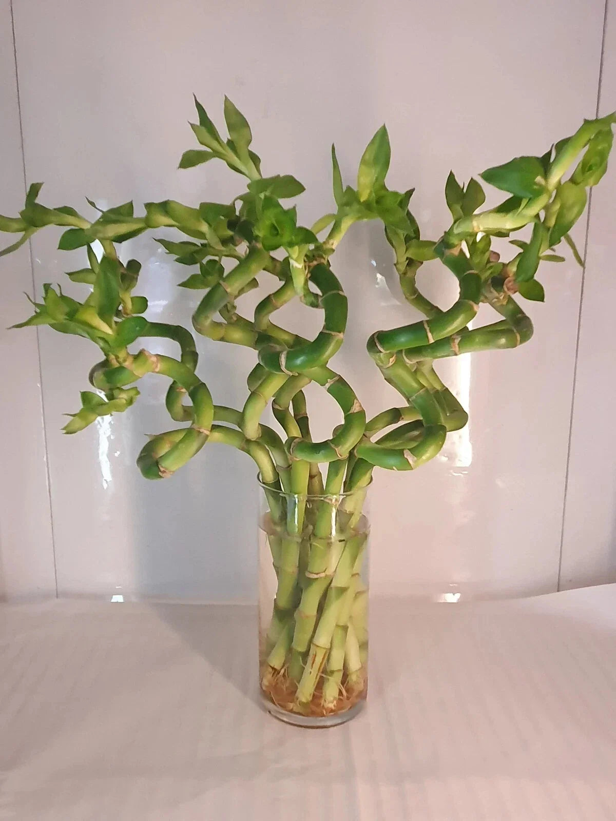 Large Curly Lucky Bamboo Plant 12-14 Inches Dracaena sanderiana, Prosperity and Luck Gift, Indoor Low-Light Decor