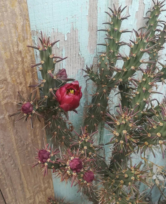 Cylindropuntia versicolor Cutting with Deep Red Flowers, Elongated Sections, Cactus for Xeriscaping & Container Gardening