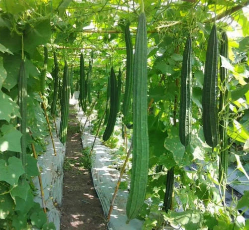 Luffa Gourd Seeds - 10+ Ridged Loofah Sponge Seeds, Chinese Okra, Angled Luffa (Luffa acutangula)