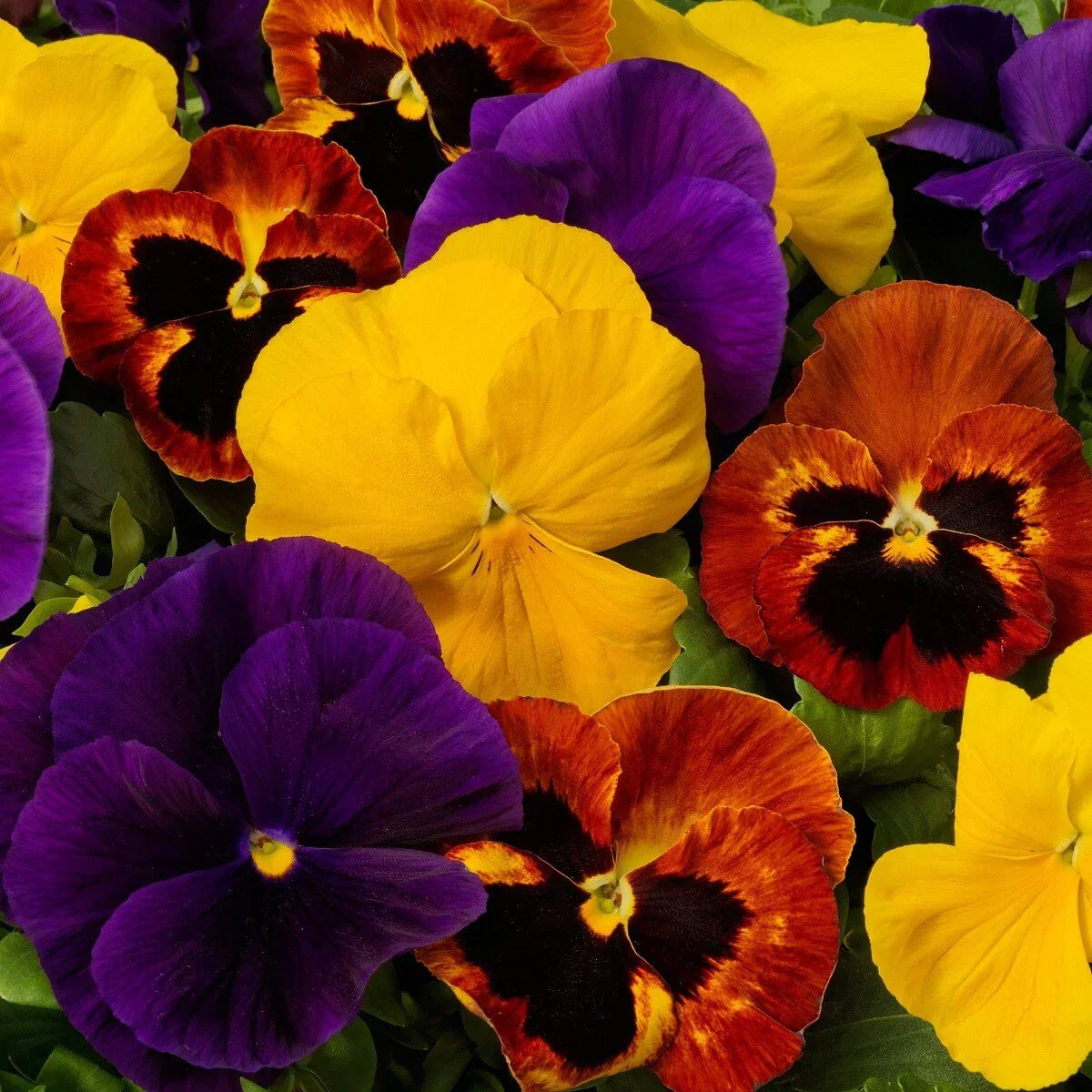 Pansy Seeds 50 Count Majestic Giant Autumn Mix Viola tricolor Flower Seeds