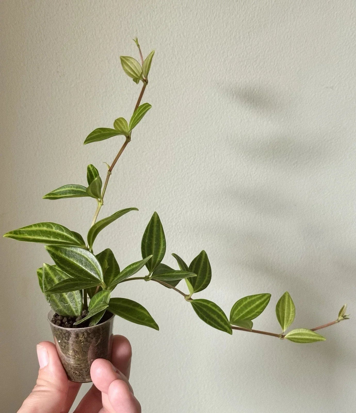 Peperomia Angulata 'Funky Frog' Rooted Cuttings – Variegated Houseplant, Compact, Easy Care, Indoor Air Purifier