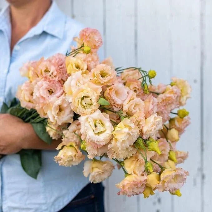 20 Pelleted Lisianthus Flower Seeds - Voyage 2 Champagne Variety | Eustoma grandiflorum