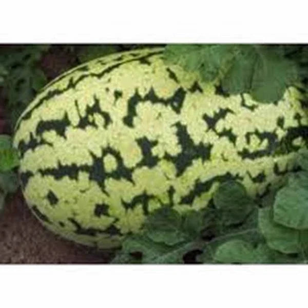 Watermelon Seeds 500 Count Klondike Striped Blue Ribbon Heirloom Citrullus lanatus, Vining, Sweet Juicy Fruit