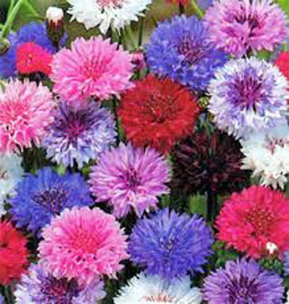 Dwarf Bachelor Button Seeds, Polka Dot Mix, Bright Colors, Centaurea cyanus, Annual Flower, 50 Seeds