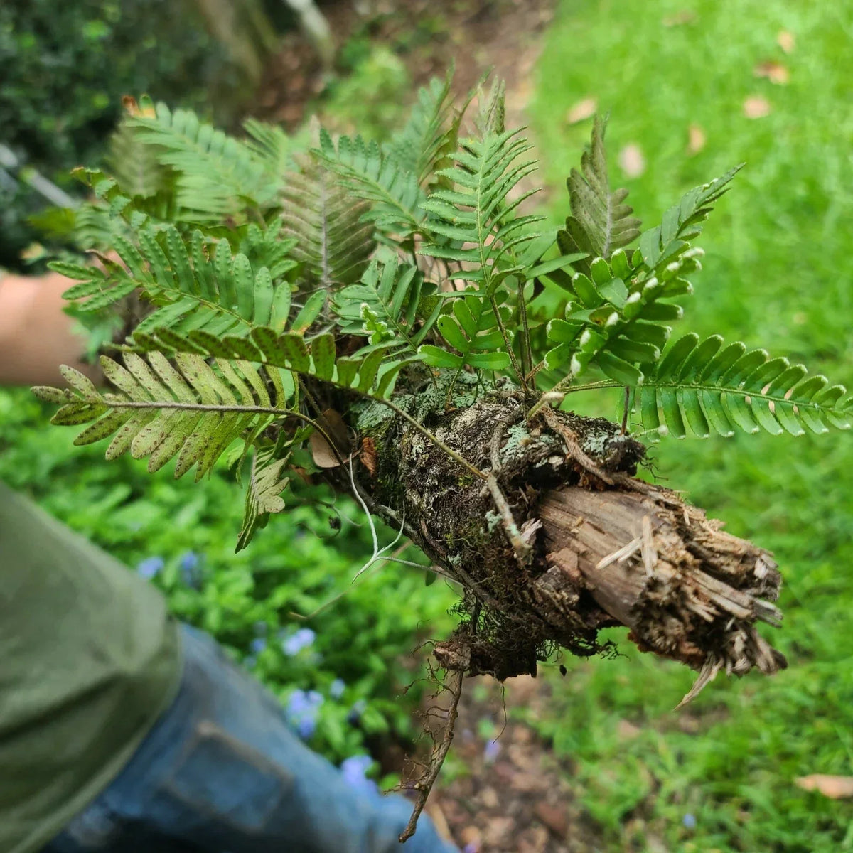 Live Resurrection Fern on Stick Plant Terrarium 12" | Polypodium polypodioides