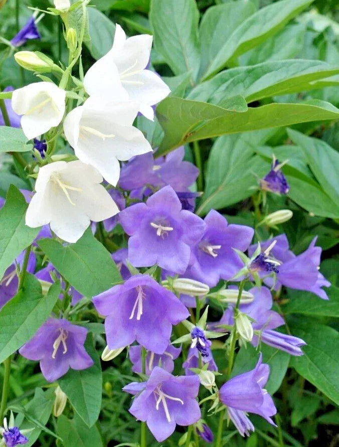 Peach Leaf Bellflower Seeds - 255 Count Blue and White Mix | Campanula persicifolia