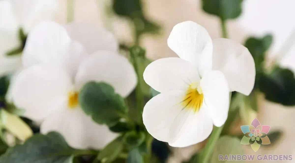 Admire Cream Pansy Seeds - 200+ Count Viola tricolor - Annual Garden Flowers USA