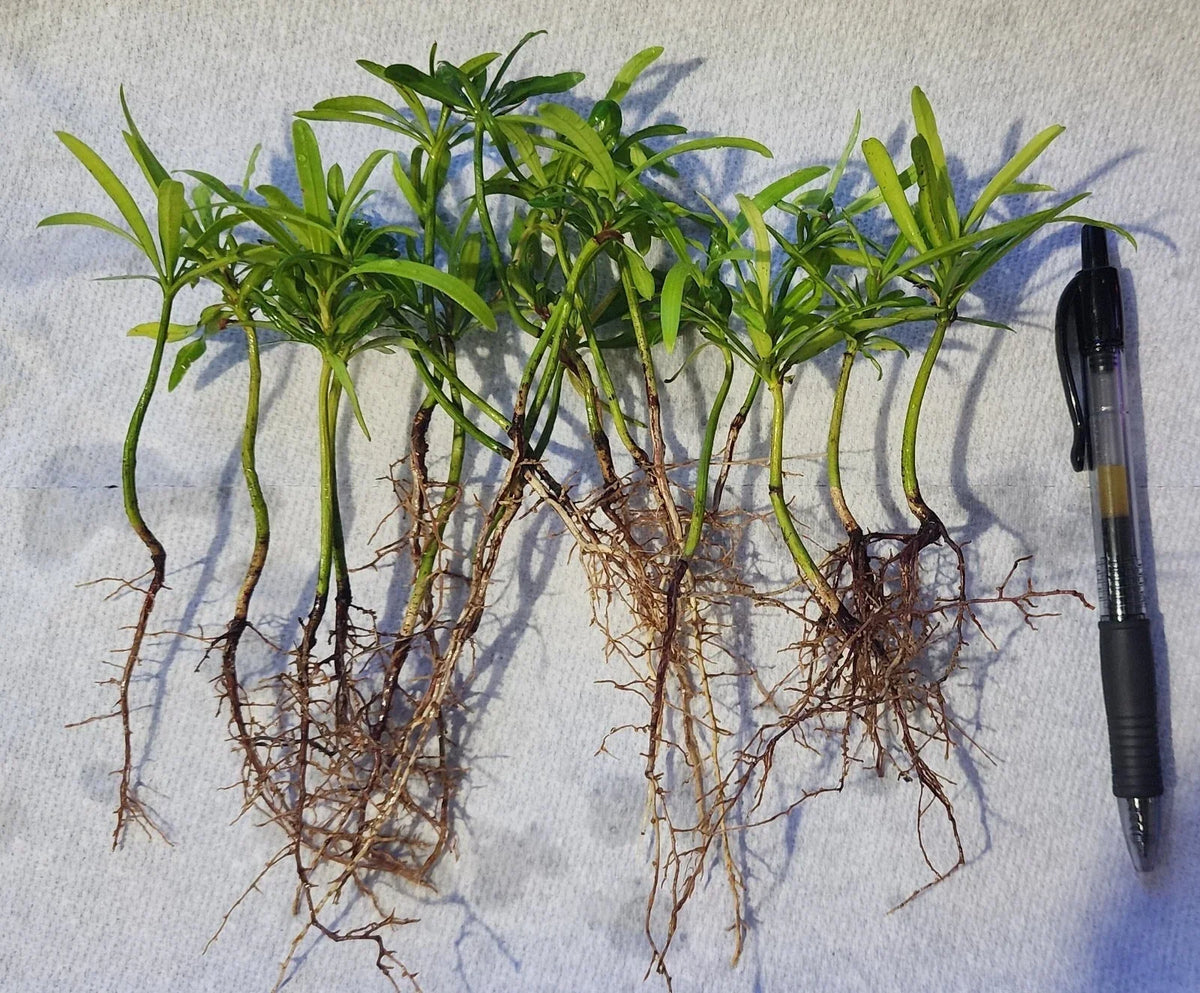 20 Pack Podocarpus Macrophyllus Japanese Yew Live Plants for Privacy Hedge, Evergreen Garden Landscaping Seedlings