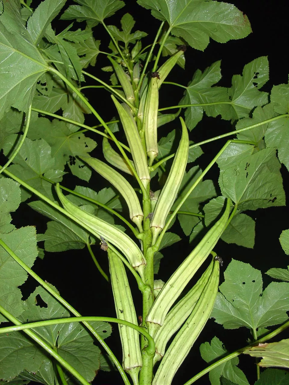 Okra Seeds - Clemson Spineless Variety, 55 Seeds, High-Yield, Spineless Pods, Abelmoschus esculentus, Organic Gardening