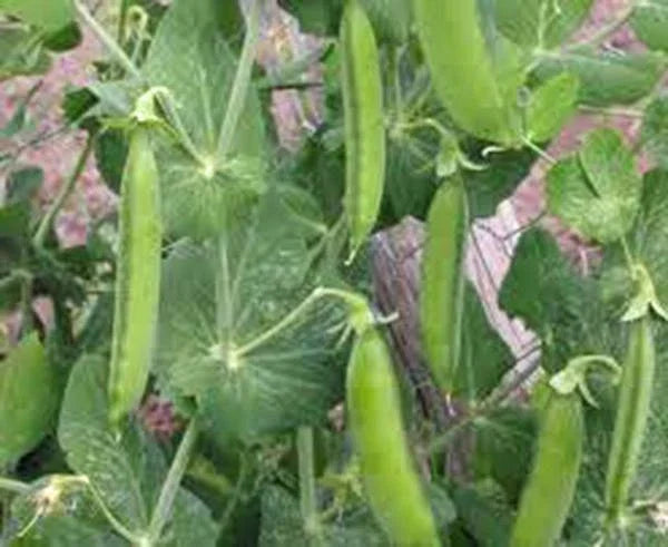 Pea Seeds 100+ Non-GMO Little Marvel Heirloom Pisum sativum for Home Garden, Sweet & Tender Peas