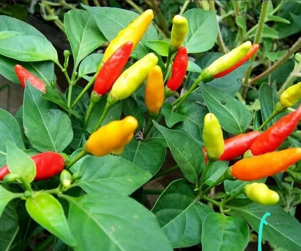 Heirloom Tabasco Pepper Plants - 3 Pack Organic Grown in USA Capsicum frutescens