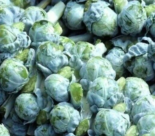 Brussels Sprouts Seeds 300+ Count Long Island Variety Brassica oleracea Vegetable Garden, Cold Tolerant, Heirloom