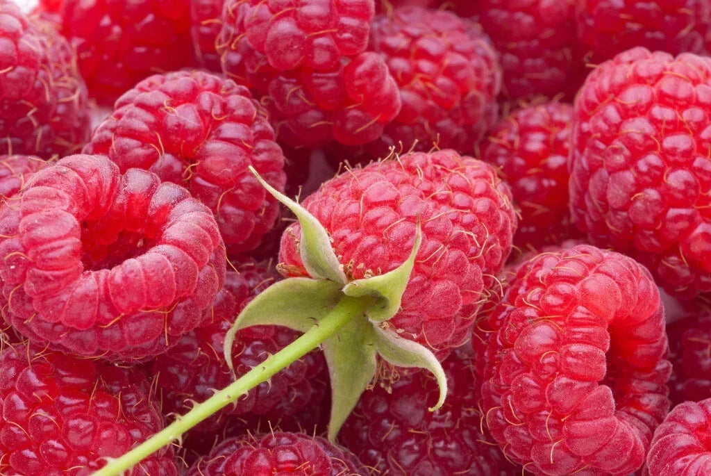 Everbearing Raspberry Cuttings - 10 Unrooted Heritage Rubus idaeus for Home Garden, Container, or Raised Bed