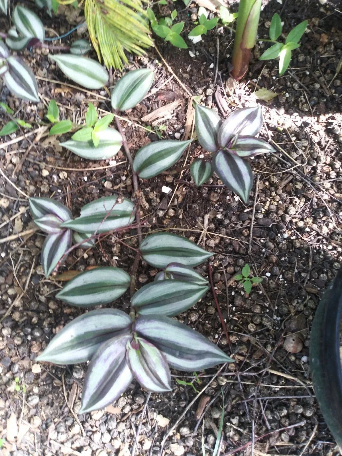 Organic Wandering Jew Cuttings - 7 Rooted Tradescantia Zebrina Variegated Green Purple Foliage