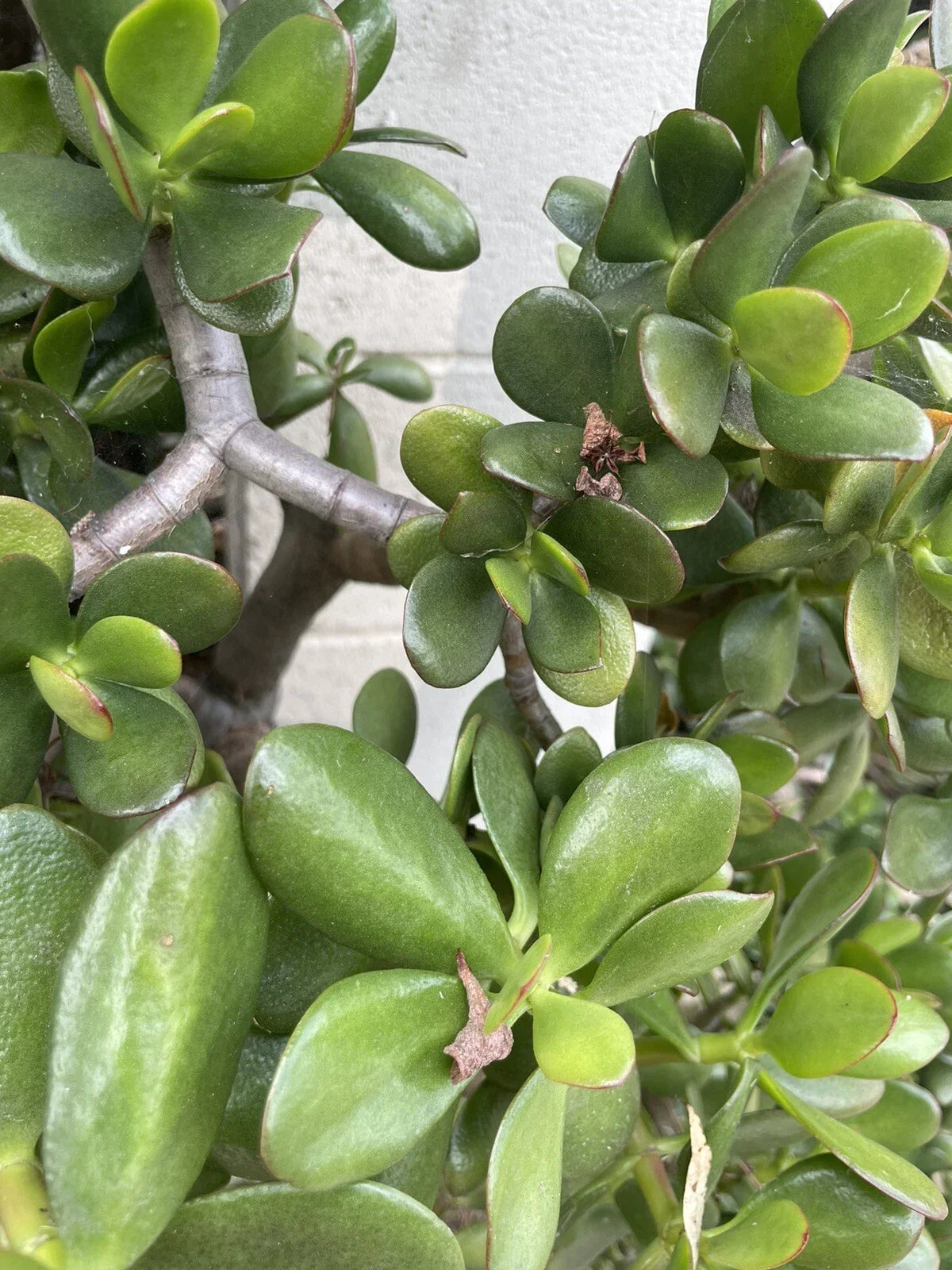 Jade Plant Cuttings 3-5" Crassula Ovata Succulent Houseplant, Money Plant, Indoor Garden, Easy Care