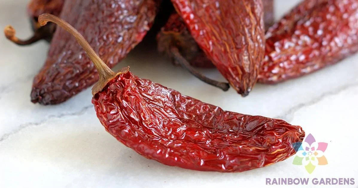 Chipotle Tipico Hot Pepper Seeds - 25+ USA Grown Seeds for Garden