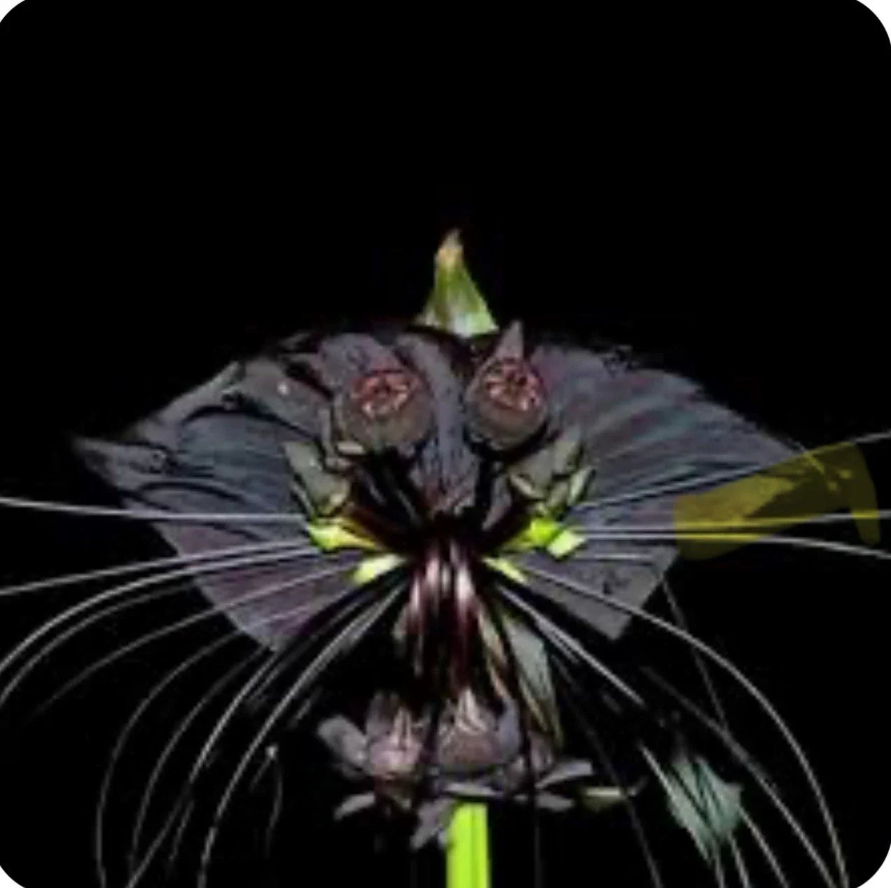 Black Bat Flower Plant - Small Rooted Starter - Tacca chantrieri - Exotic Black Lily for Indoor Gardens