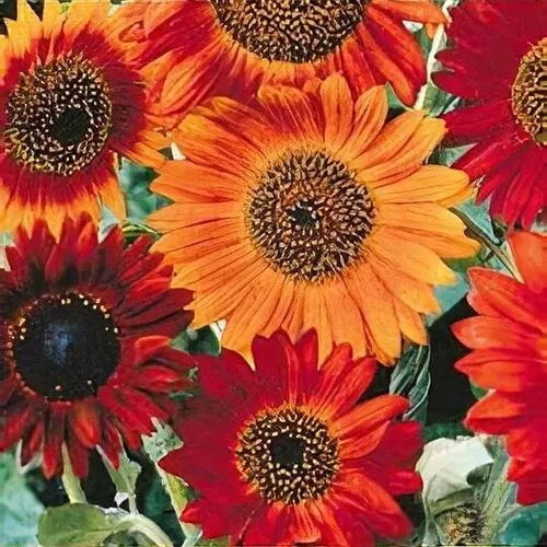 Sunflower Seeds 50+ Heirloom Non-GMO Annual Cut Flower Helianthus annuus Earthwalker Variation