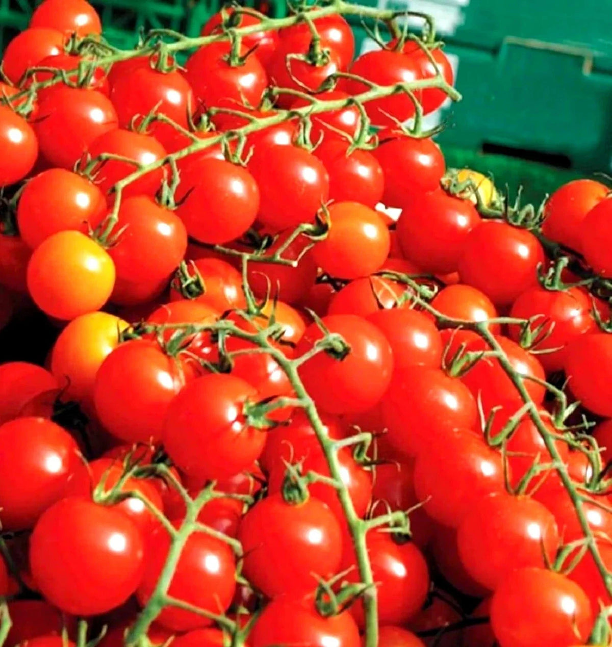 Cherry Tomato Seeds - Organic Non-GMO Heirloom Solanum lycopersicum - Large, Sweet, High Yield, for Garden & Containers