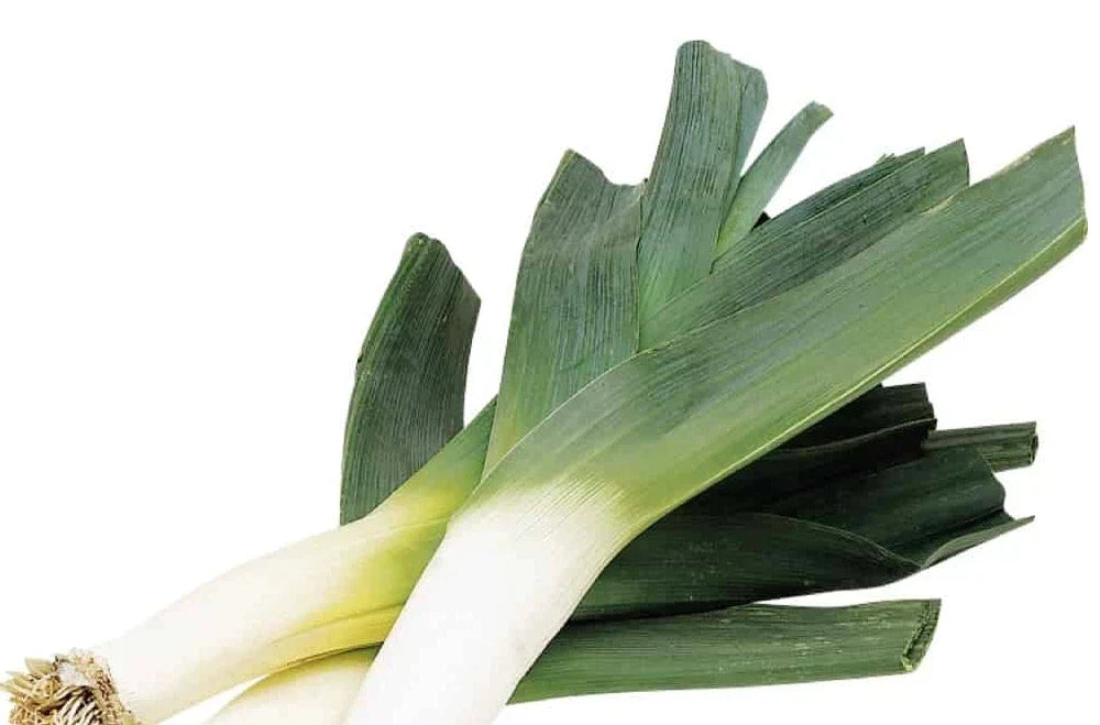 Organic Leek Seeds - 250+ Heirloom Allium ampeloprasum for Gardening, Non-GMO, Easy to Grow, Full Sun, Fertile Soil, Clumping Habit