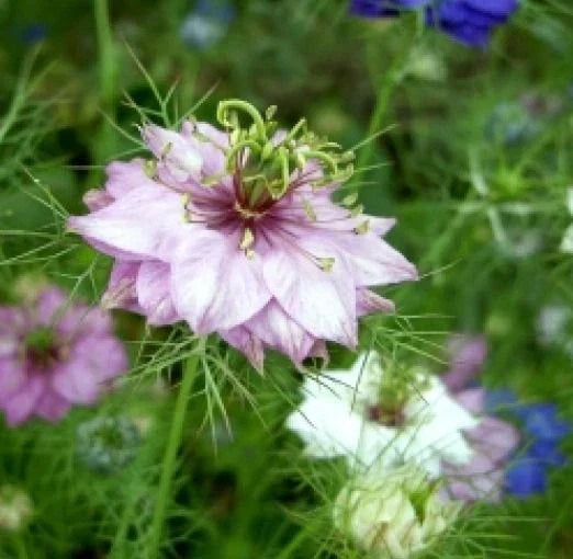 Love in a Mist Flower Seeds Mixed Colors - 50 Fresh Nigella damascena Seeds