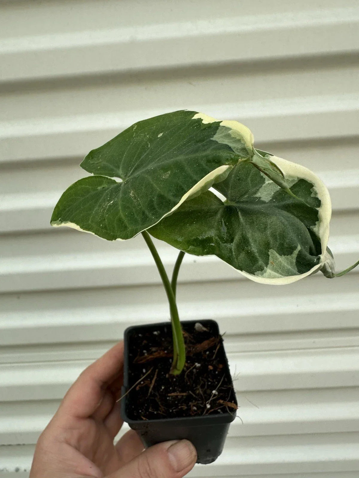Alocasia Mickey Mouse Plant in 4" Pot – Unique Tropical Houseplant with Distinctive Ears, Indoor Air Purifier, Easy Care