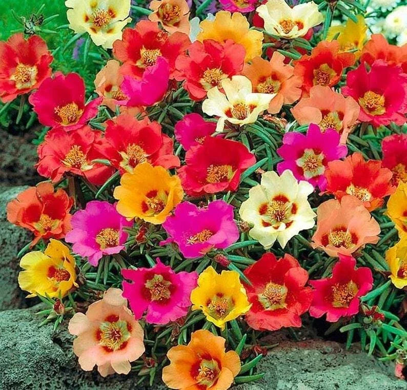 Moss Rose Seeds - 100 Bright Mix Perennial Flower Seeds - Portulaca grandiflora - Drought-Tolerant, Full Sun, Low-Growing