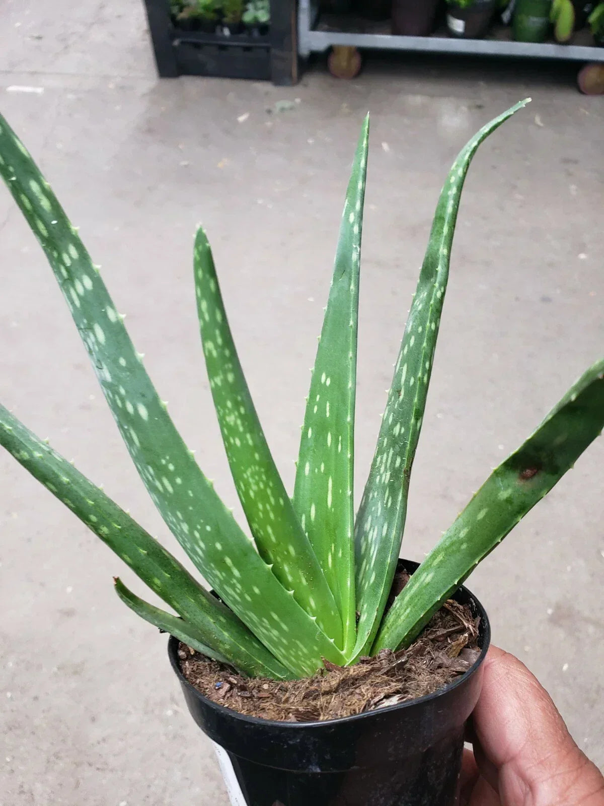 Potted Aloe Vera Plant - Live Succulent Air Purifier - Aloe barbadensis miller