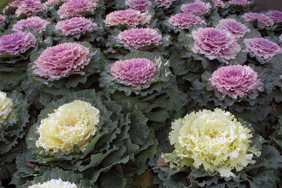 Ornamental Kale Seeds - 100 Non-GMO Heirloom Varieties for Colorful Fall Gardens - Brassica oleracea
