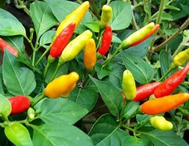 Live Tabasco Pepper Plant - Organic Well-Rooted Capsicum frutescens for Culinary Use