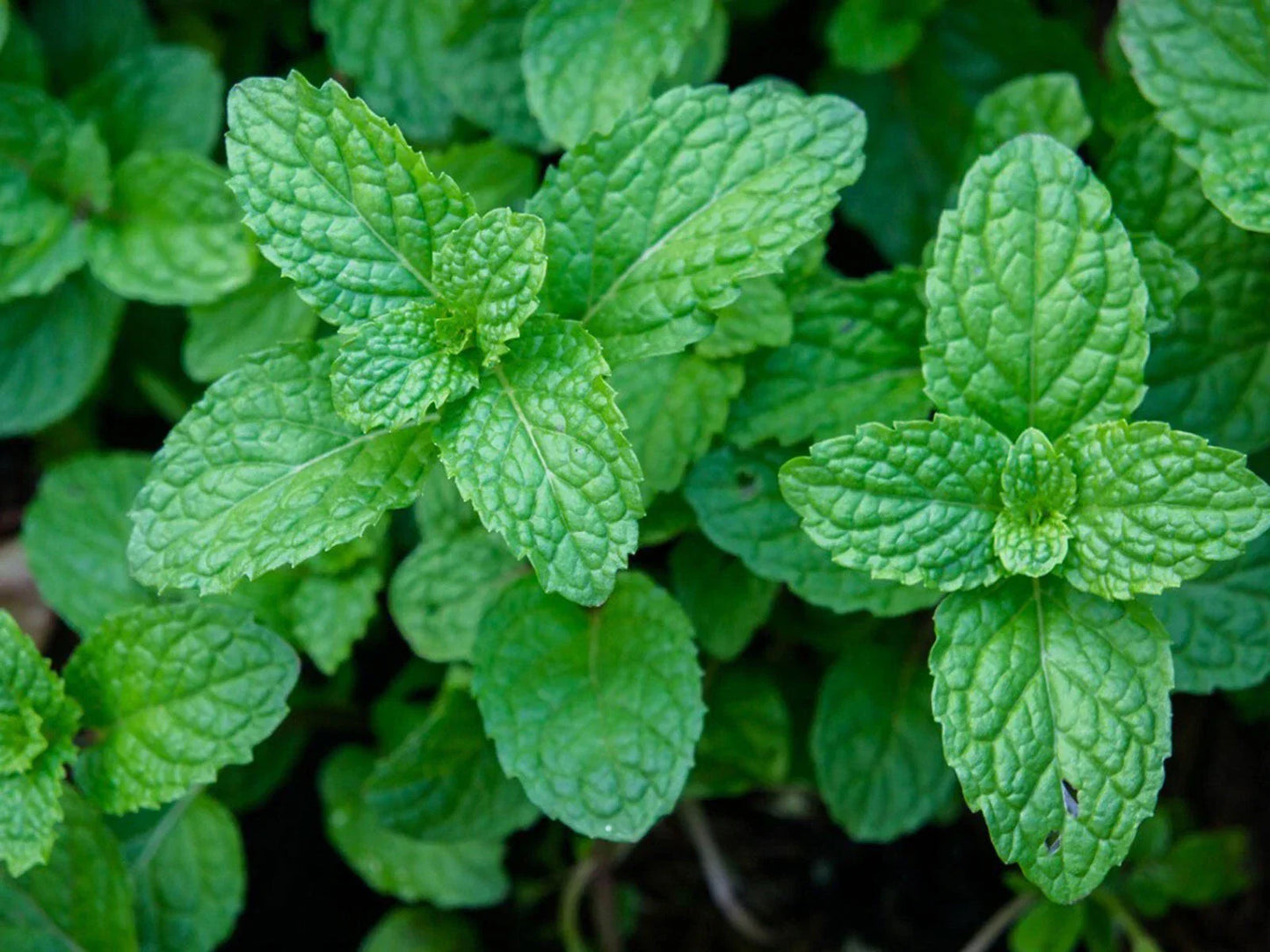 Organic Garden Mint Bush Bare Root Plant | Mentha spicata Culinary Herb