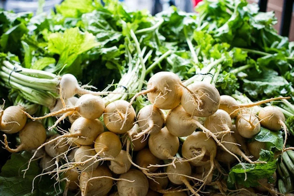White Albino Beet Seeds - Holland Heirloom, Non-GMO, Organic Gardening, Beta vulgaris, Root Vegetable Seeds