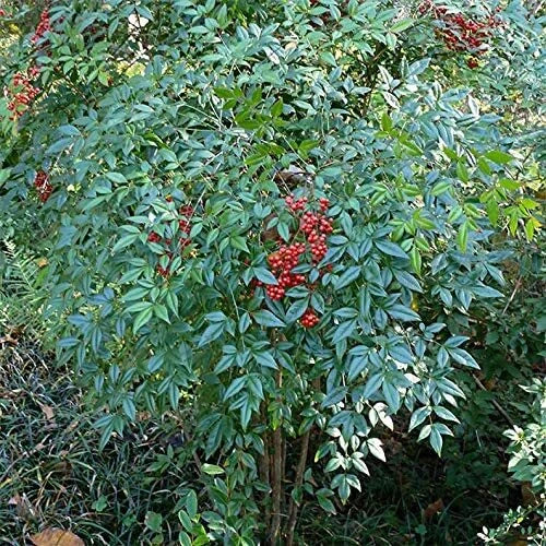 Heavenly Bamboo Seeds 20 Pack - Nandina domestica - USA Grown Privacy Hedge