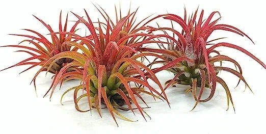 5 Pack Air Plants - Ionantha Fuego Red - Live Tillandsia for Indoor Decor, Low Maintenance, Pet-Friendly, 1-3 Inches
