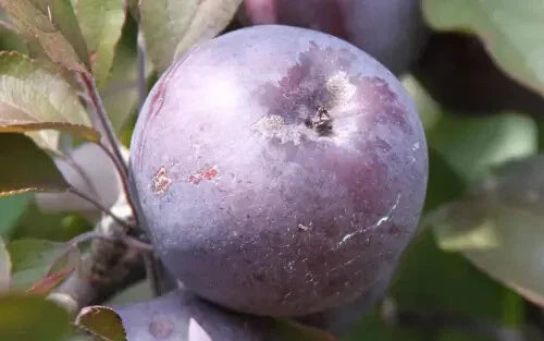 25+ Roberts Crabapple Seeds for Garden Planting - Malus coronaria - USA - Ideal for Landscaping and Ornamental Use