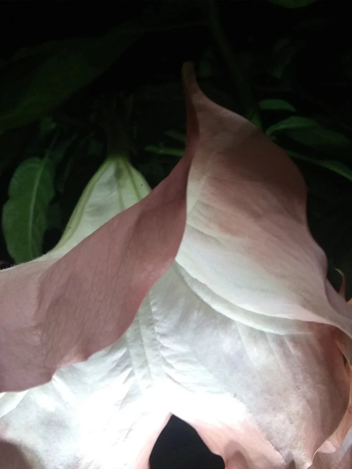 Brugmansia Cuttings - Pink/Peach Angel Trumpet - Fragrant Flowers - Easy to Grow - Brugmansia spp.