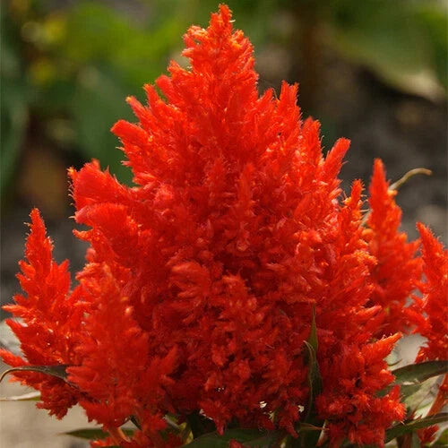 Celosia Seeds - Scarlet Plume Variety - Non-GMO Flower Seeds for Garden - Celosia argentea