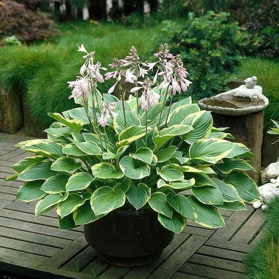 Giant Elephant Ears Hosta Plant, Large Full Size, 3+ Year Mature, Fully Rooted, Colocasia esculenta