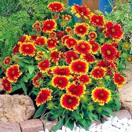 Indian Blanket Flower Seeds - 200+ Count - Gaillardia pulchella - Drought & Heat Tolerant Annual Wildflower