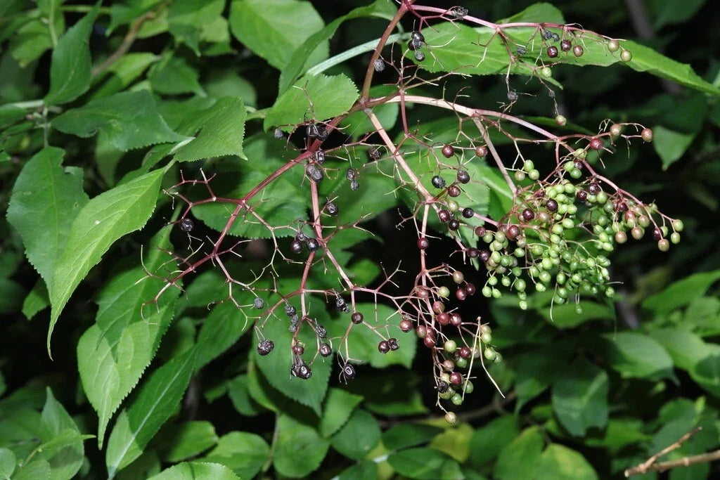Black Elderberry Seeds, Sambucus Nigra, Non-GMO Heirloom, Organic, Edible & Ornamental Garden Seeds, Free Shipping