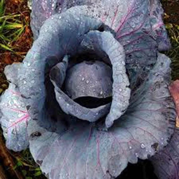 Red Acre Heirloom Cabbage Seeds, Non-GMO, Brassica oleracea, 25+ Colorful Tasty Seeds for Home Garden, Compact Growth