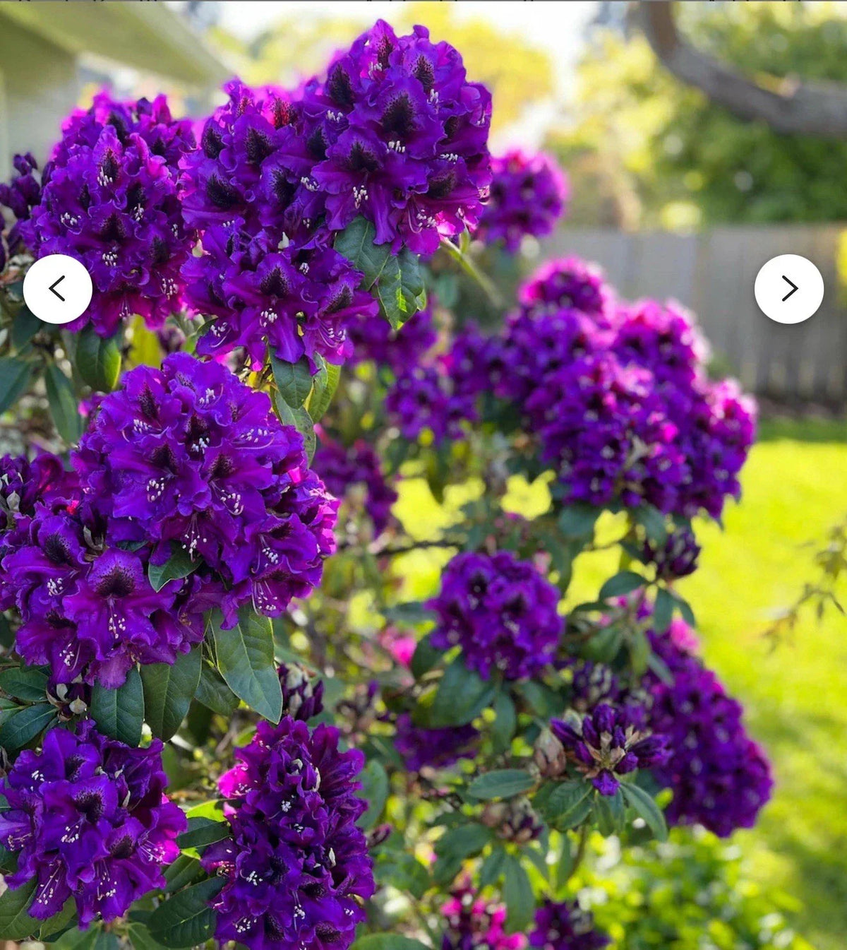 Rhododendron Starter Plant - Florence Parks - Well Rooted - Rare Variety - Garden Shrub - Rhododendron spp.
