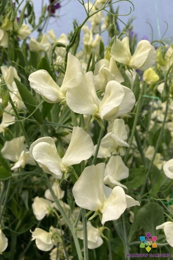 Primrose Sweet Pea Seeds - 50+ Pack Lathyrus odoratus - USA Grown