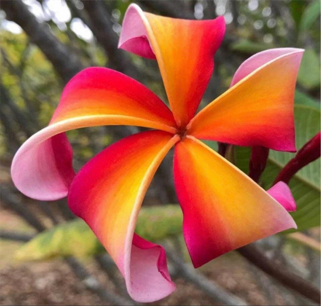 Rooted Plumeria Cutting - Teresa Wilder Variety - Frangipani Plant with 1 Tip - Tropical Flowering Shrub