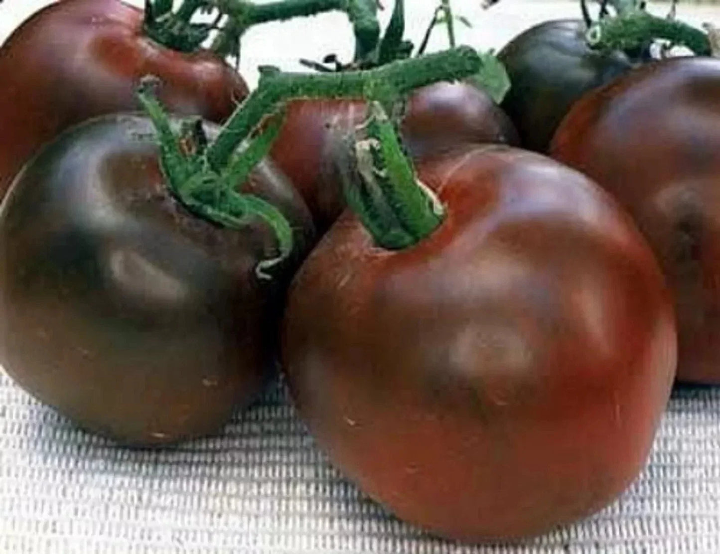 Black Prince Tomato Seeds - Organic Heirloom, Rare Dark Red Variety, 10+ Seeds for Home Gardening, Solanum lycopersicum