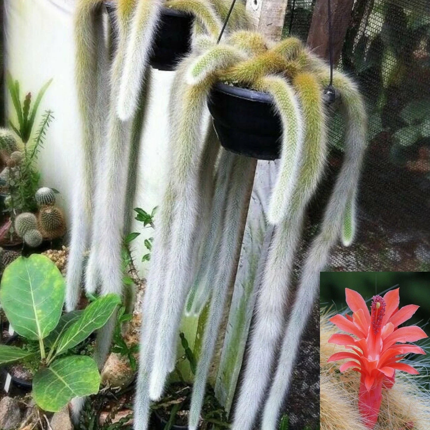 Monkey Tail Cactus Succulent Plant - Hildewintera colademononis - Unique Green Fuzzy Texture, Easy Care Houseplant