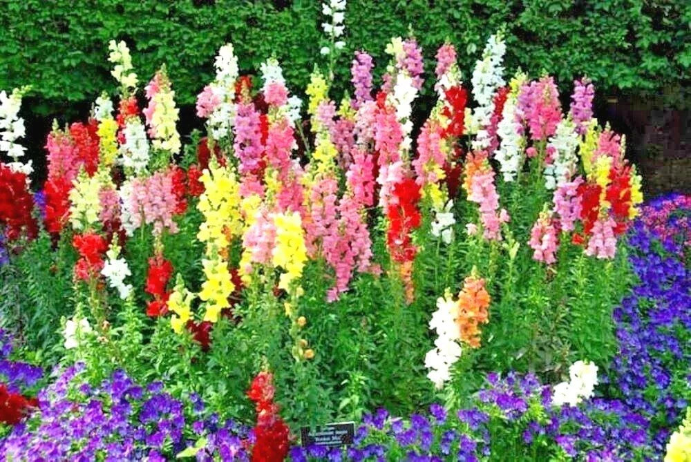 Snapdragon Seeds - 2000+ Tetra Mix - Antirrhinum majus for Garden, Patio & Containers