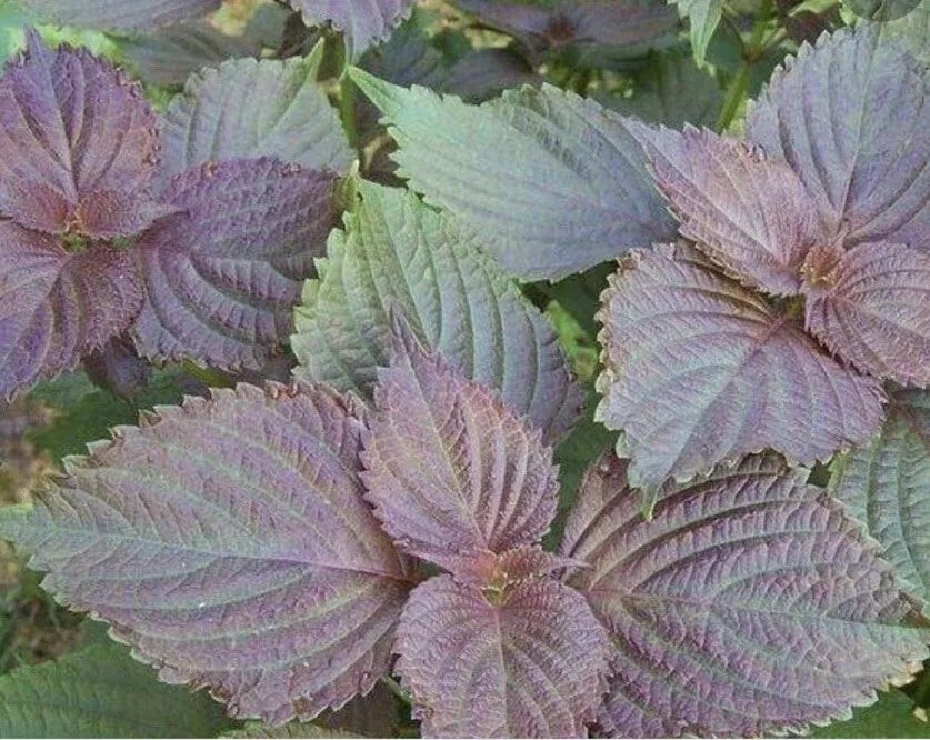 Perilla frutescens Shiso Plant Starter - Live Bare Roots for Culinary & Garden Use, Perennial Veggie