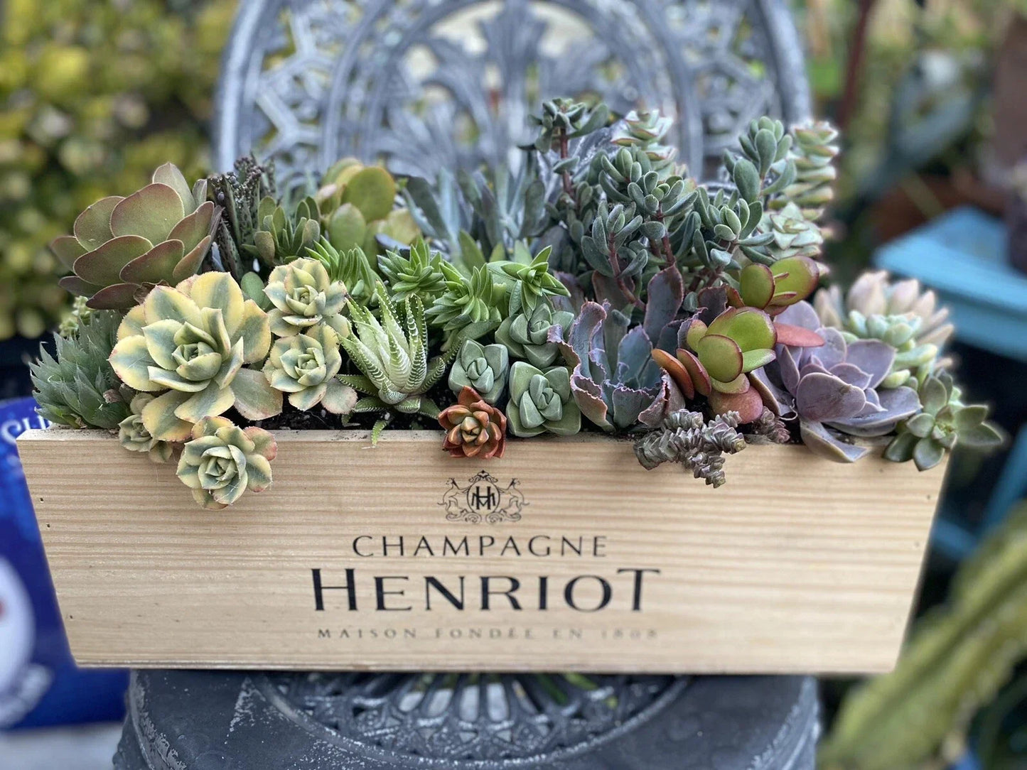 Succulent Arrangement Starter Kit with 25+ Assorted Cuttings in Wine Box | Indoor & Outdoor Varieties
